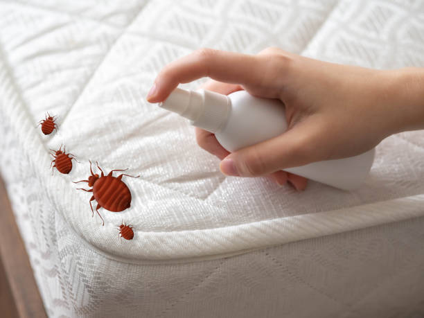 Trusted Bainbridge Island, WA Pest Control Experts