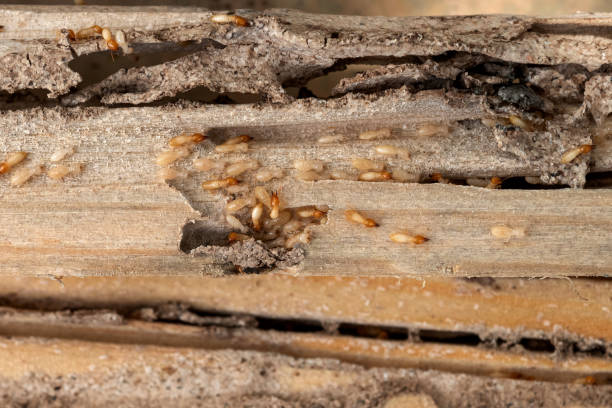 Best Best Pest Control Near Me  in Bainbridge Island, WA