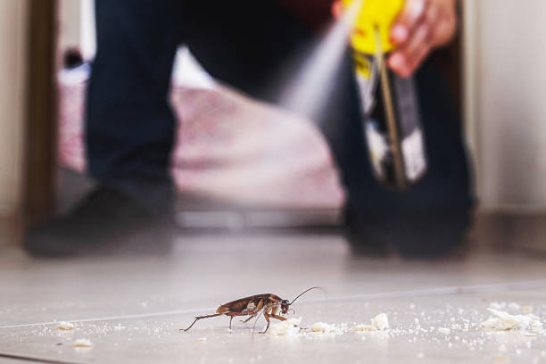 Reliable Bainbridge Island, WA Pest Control Solutions