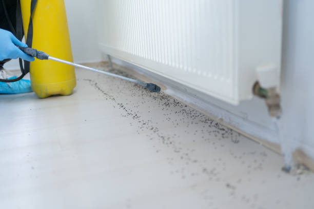 Best Mosquito Control Services  in Bainbridge Island, WA